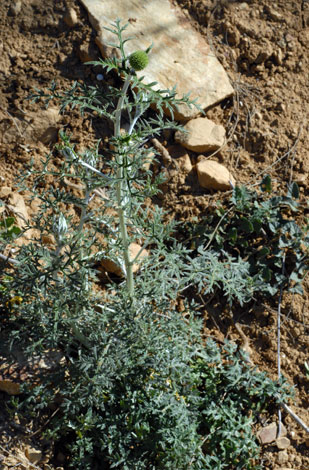 Echinops ritro whole