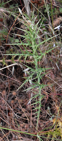 Echinops spinosissimus bud