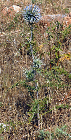 Echinops spinosissimus whole