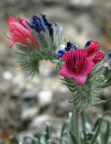 Echium albicans close