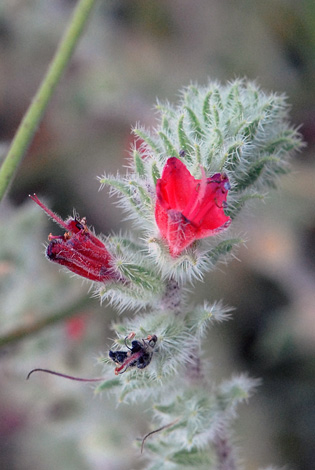 Echium angustifolium close