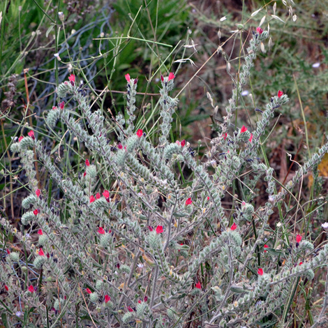 Echium angustifolium whole