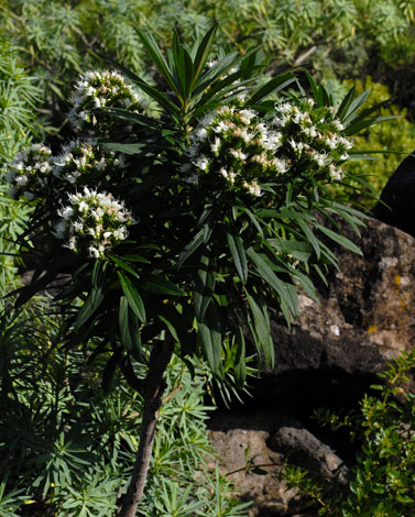 Echium Giganteum whole