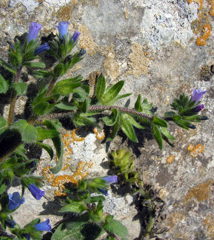 Echium parviflorum whole