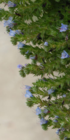 Echium pininana