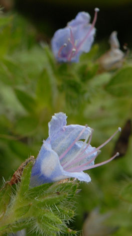 Echium pininana close