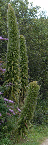 Echium pininana whole