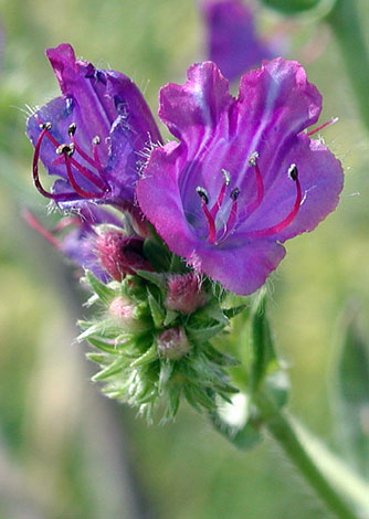 Echium plantangineum close