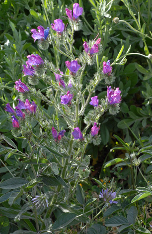 Echium plantagineum whole