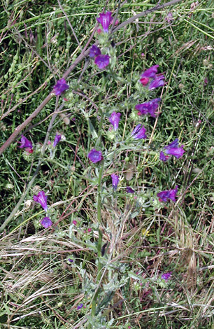 Echium plantangineum whole