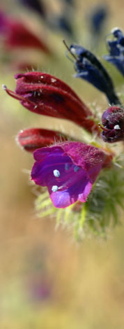 Echium sabulicola close reddish