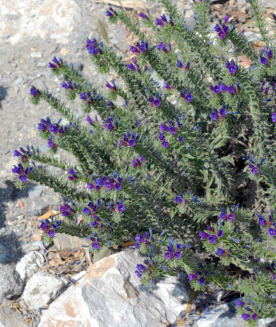 Echium sabulicola whole