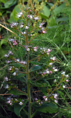 Echium strictum whole