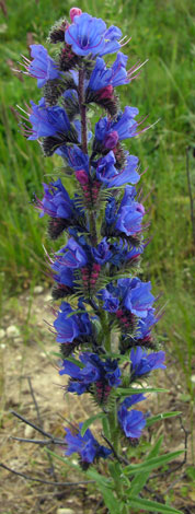 Echium vulgare blue spike