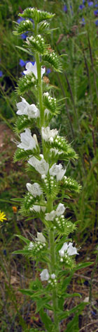 Echium vulgare white spike