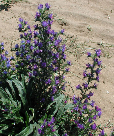 Echium vulgare whole