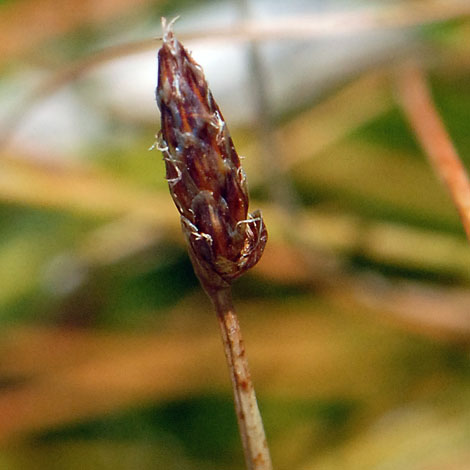 Eleocharis multicaulis close