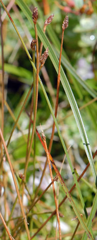 Eleocharis multicaulis whole