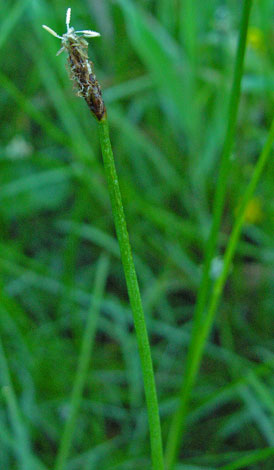 Eleocharis paulustris