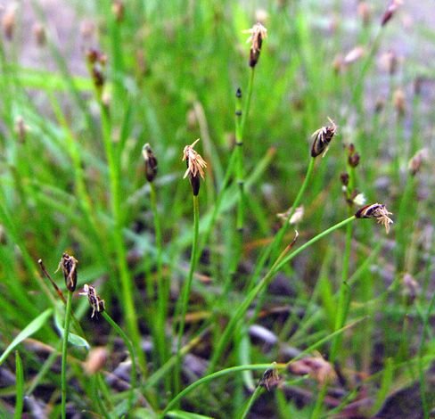 Eleocharis quinqueflora