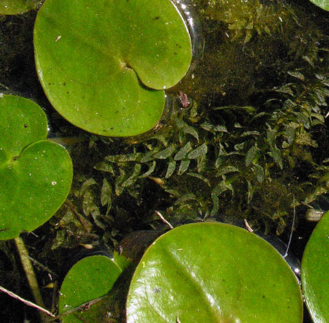 Elodea canadensis