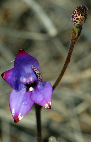 Elythranthera emarginata whole