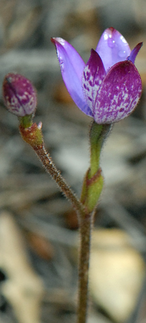 Elythranthera emarginata whole