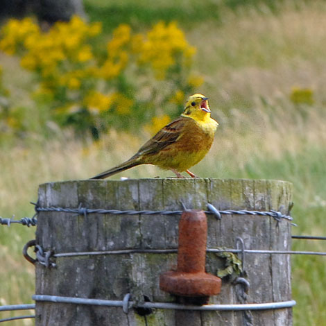 Emberiza citrinella singing