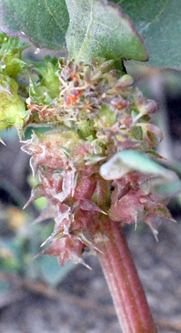 Emex spinosa spines