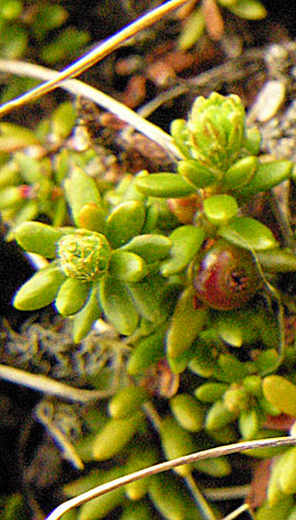 Empetrum nigrum