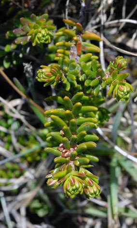 Empetrum nigrum