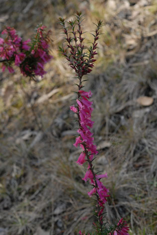 Epacris impressa whole