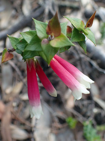 Epacris longiflora close