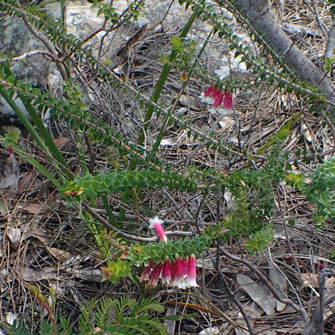 Epacris longiflora whole