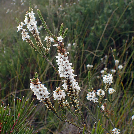 Epacris microphylla close