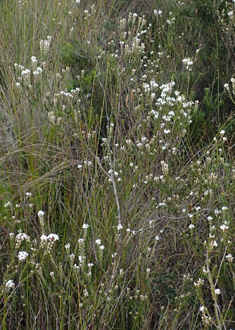 Epacris microphylla whole