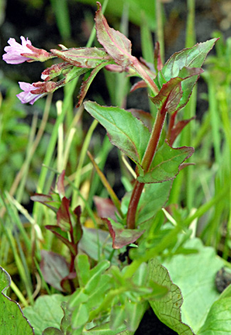 Epilobium alsinifolium close