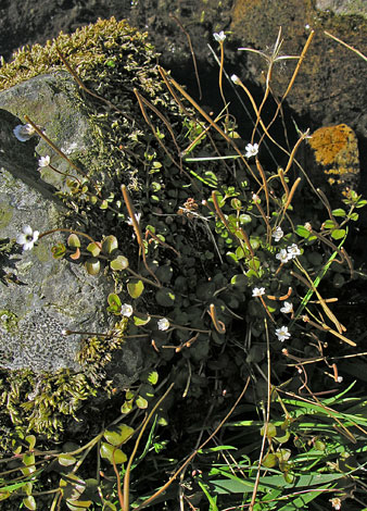 Epilobium brunnescens whole