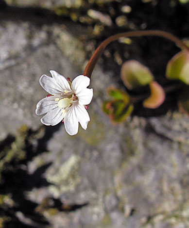 Epilobium brunnescens flower