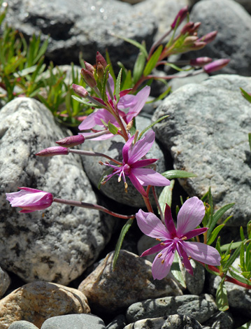 Epilobium fleischeri close