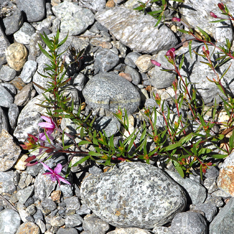 Epilobium fleischeri whole