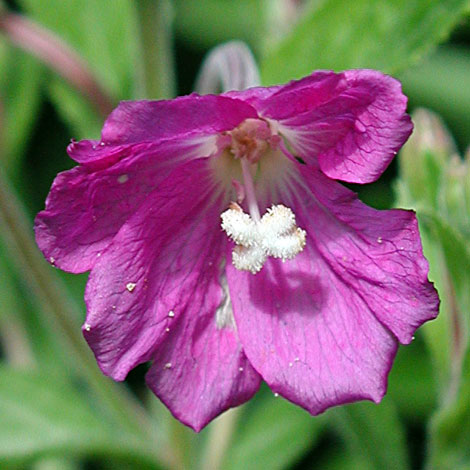 Epilobium hirsutum close