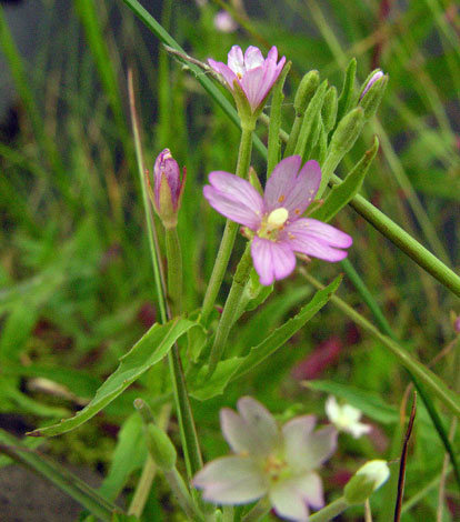 Epilobium obscurum