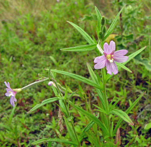Epilobium palustre whole