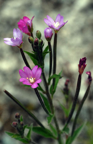 Epilobium parviflorum close