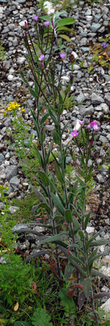 Epilobium parviflorum whole