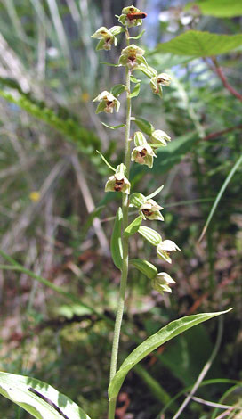 Epipactis dunensis whole