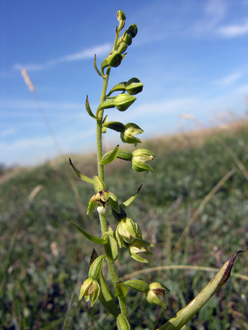 Epipactis sancta whole