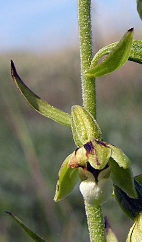 Epipactis sancta close