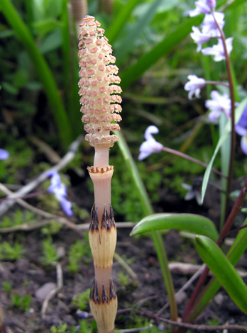 Equisetum arvense